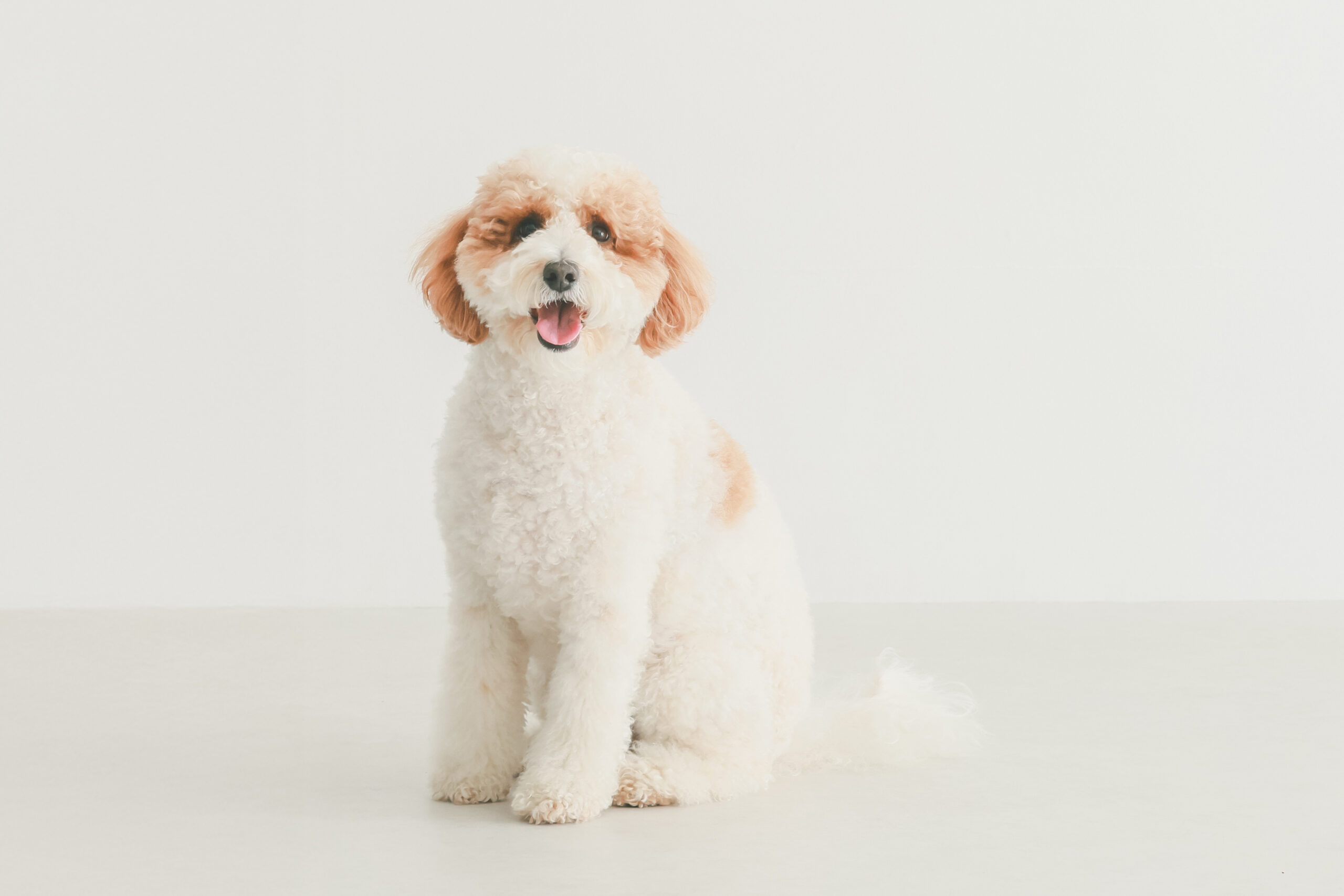 Pet
